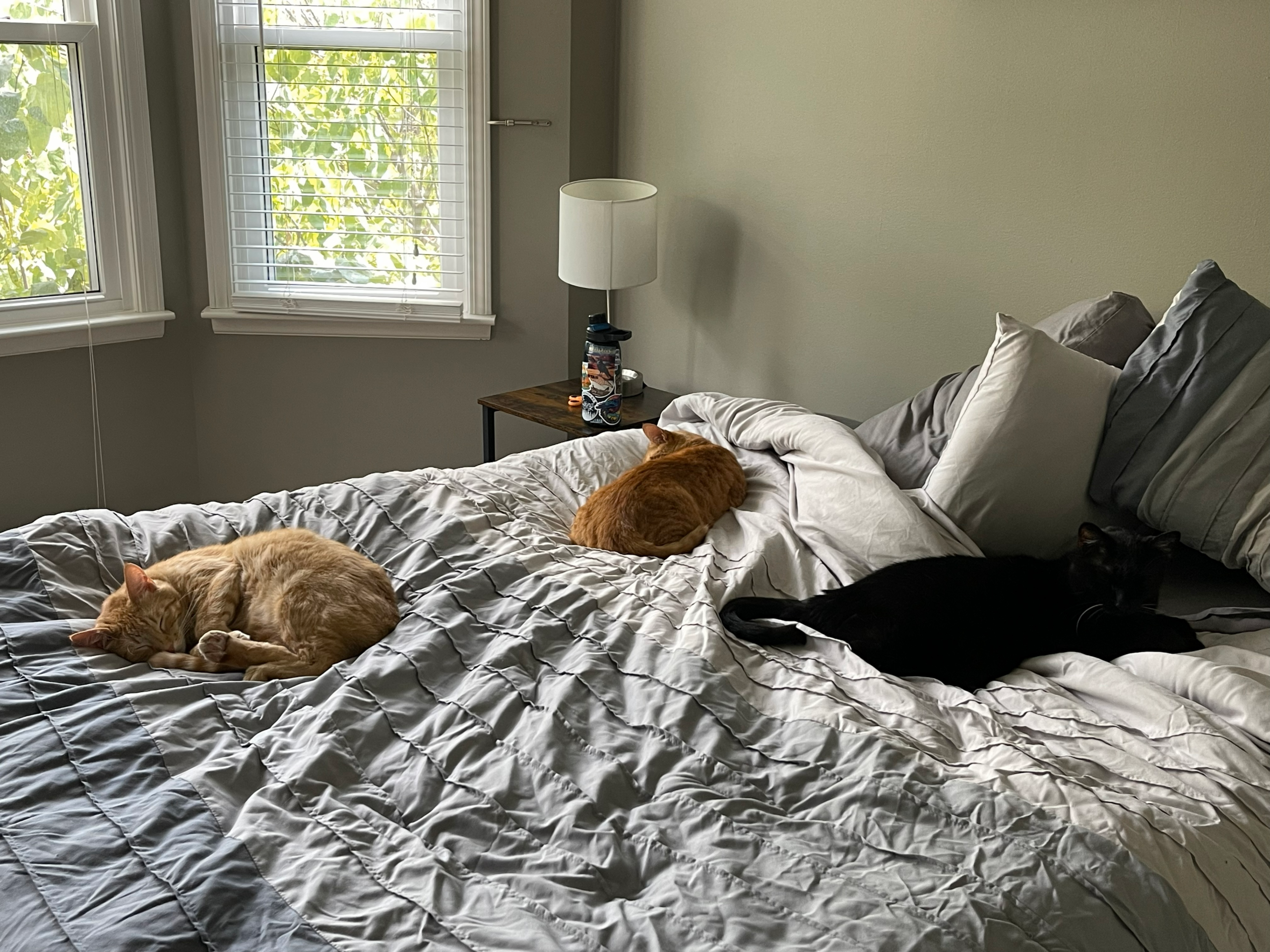 My Pets